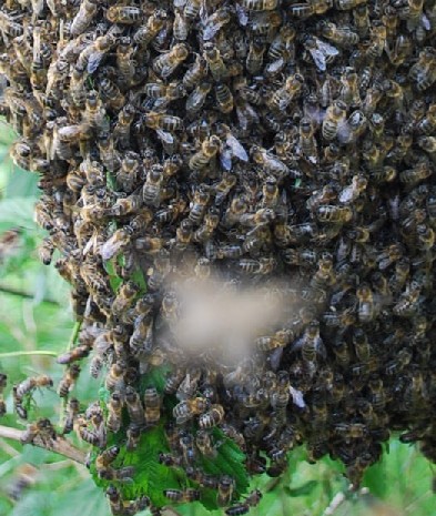 рой пчёл