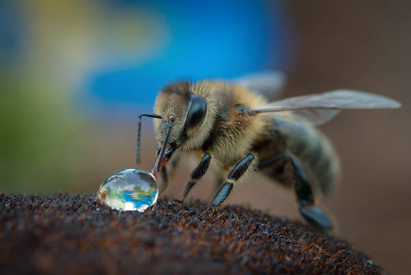 пчела с каплей